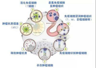 柬埔寨免疫抗癌藥物“依維卡”近日獲得國家藥監(jiān)局批準(zhǔn)開展臨床試驗(yàn)資格